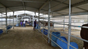 horse-boarding-las-vegas-nevada